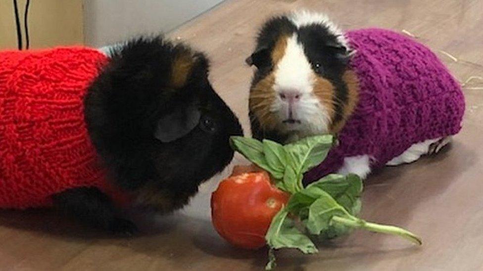 Guinea pigs at Golden Valley Vets