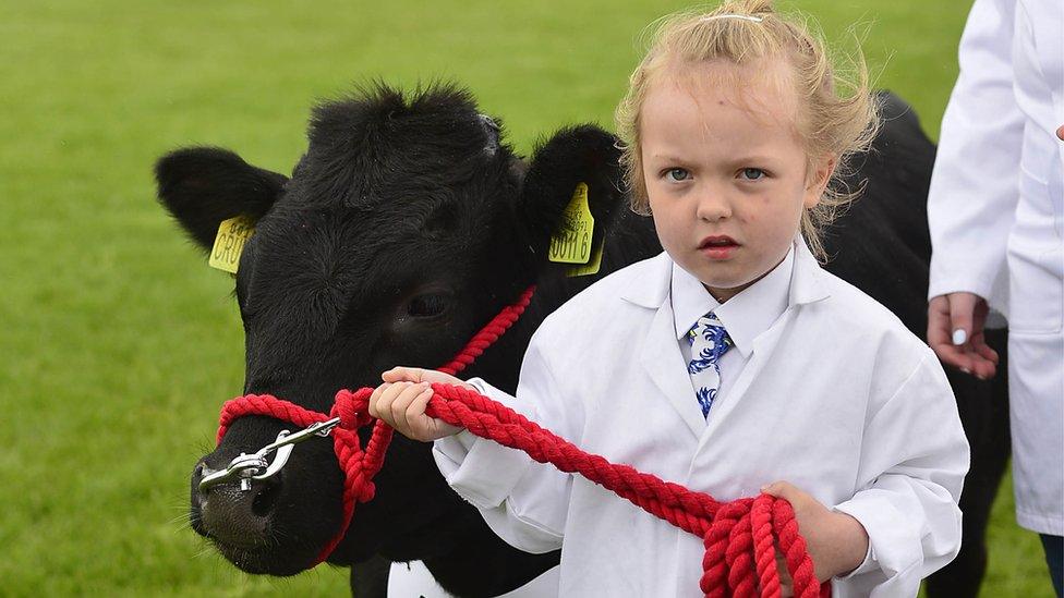 A young girl leads a small bull to a display ring at the Balmoral Show