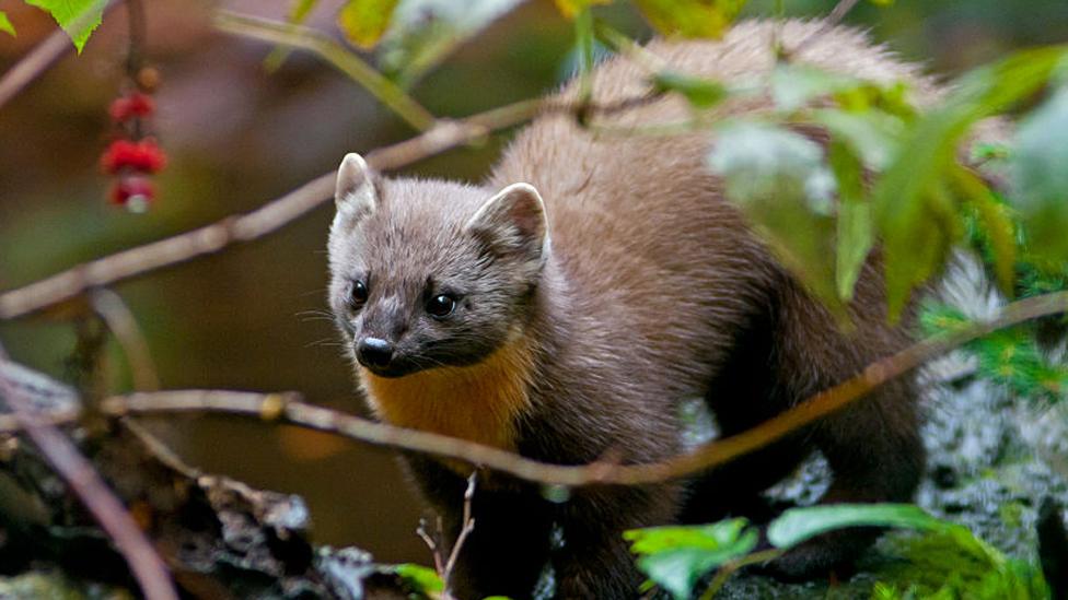 Pine marten