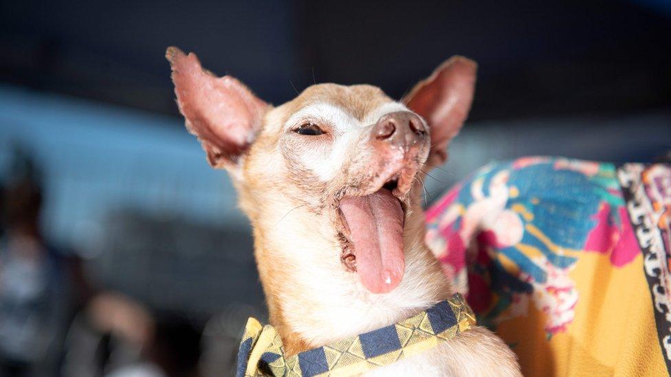 Image of Tostito the dog with his mouth open with his tongue sticking out