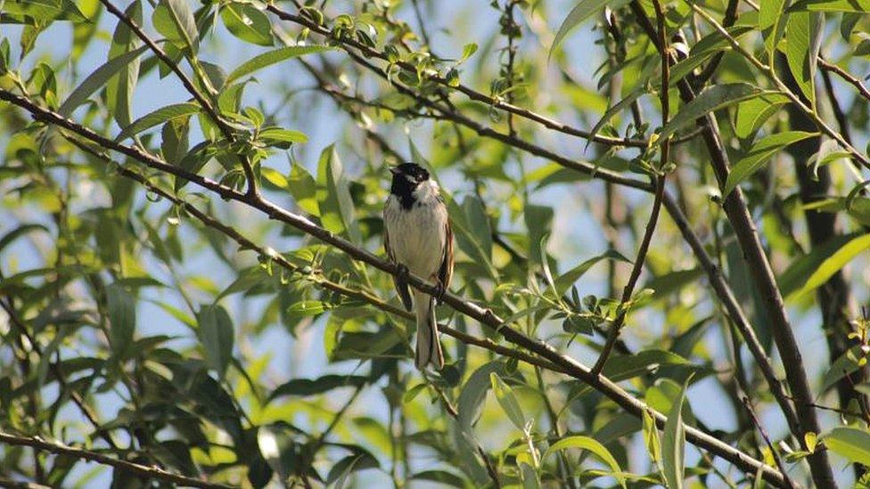 Reed bunting