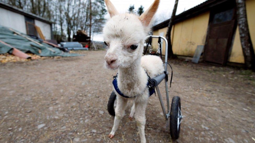 baby-alpaca-in-harness