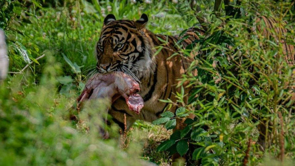 Male Sumatran tiger