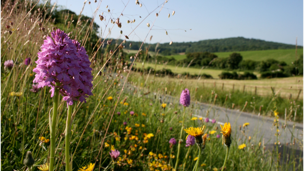 Verge flowers