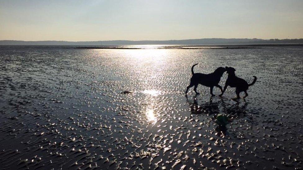 Two dogs playing on a beach