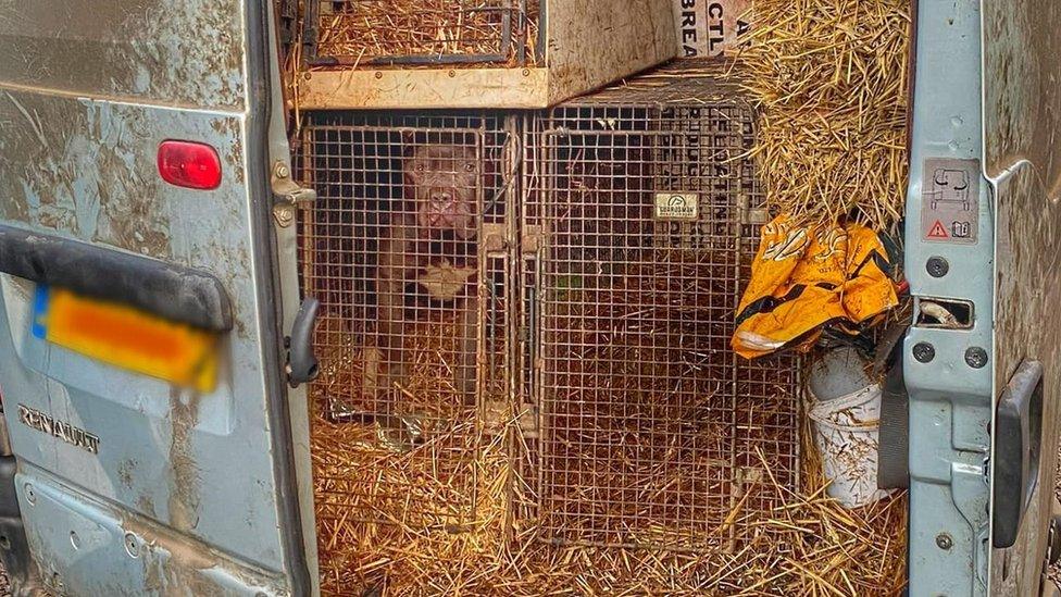 A dog can be seen through in the cage at the back of the van