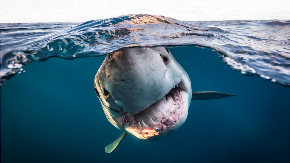 great white shark