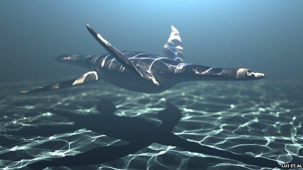 The reptile propelled itself through the water using its forelimbs.