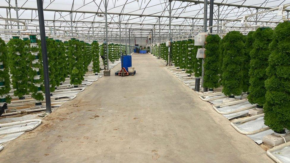 The vertical farm