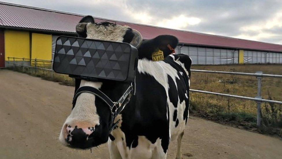 Cow dons VR headset on a Russian farm