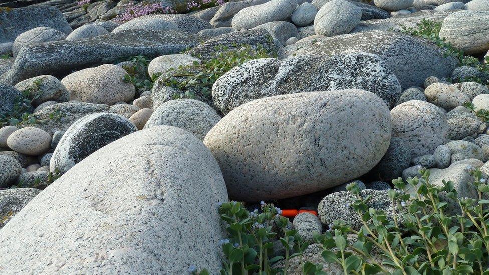 Flotsam tag lying on the beach