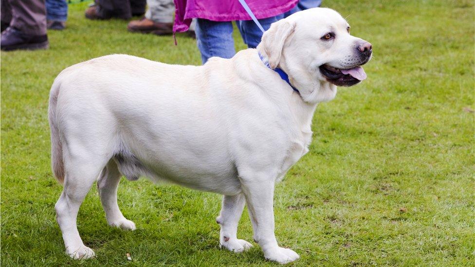 An overweight labrador