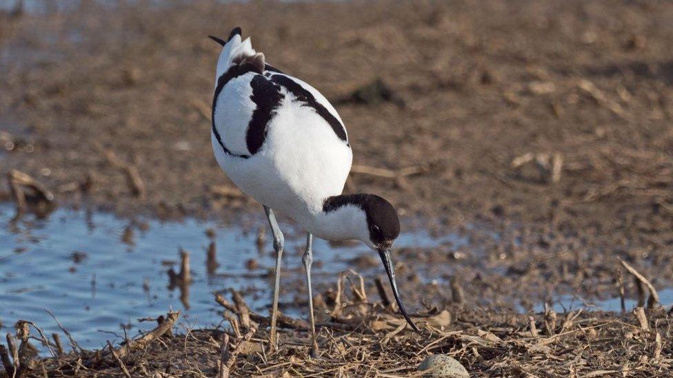 Avocet