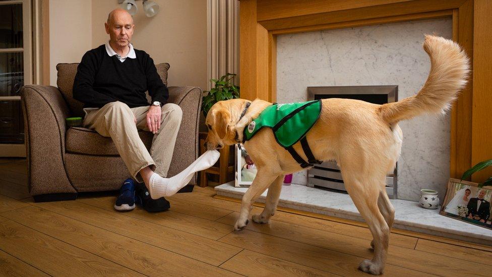 Dementia dog