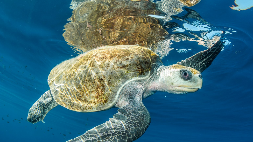 Turtle swimming