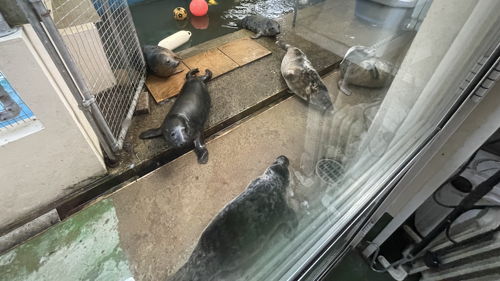 Seal pups at the animal shelter