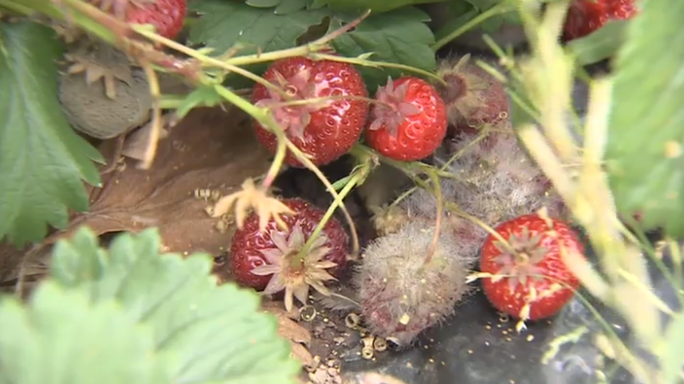 Rotting fruit