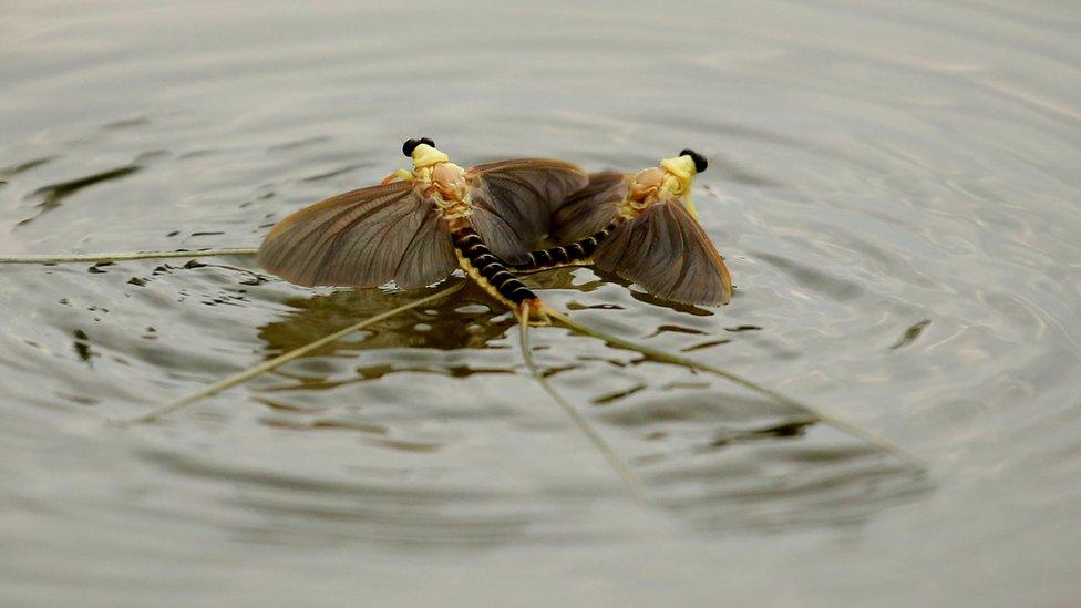 Mayflies on Tisza River near Tiszainoka in Hungary, 16 Jun 17