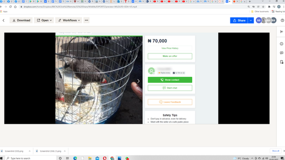 Parrot for sale online