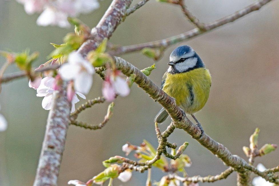 Blue tit