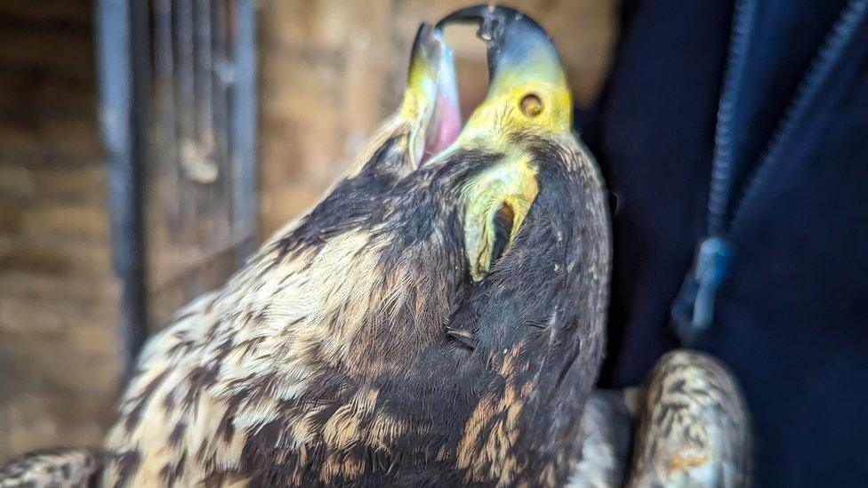 A peregrine falcon with a missing eye