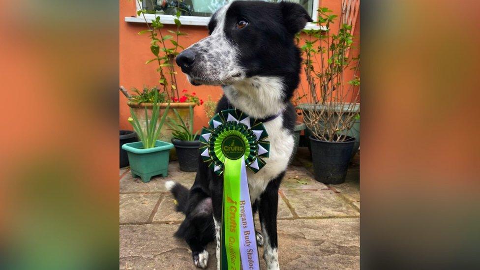 Image of Buddy the black and white border collie. He is pictured with a green and black Crufts 2024 qualifier badge