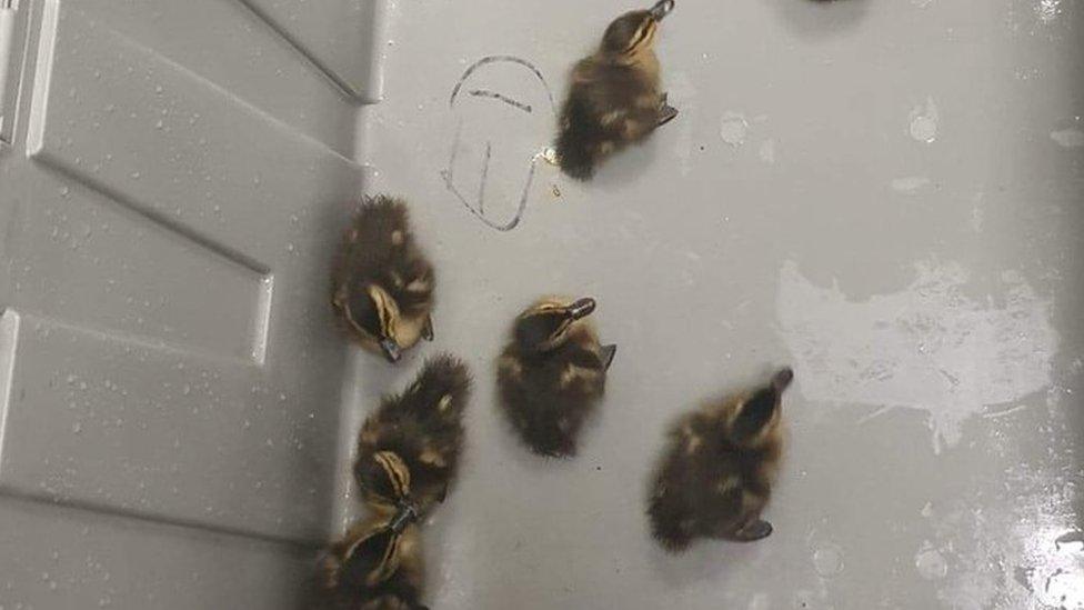 Ducklings