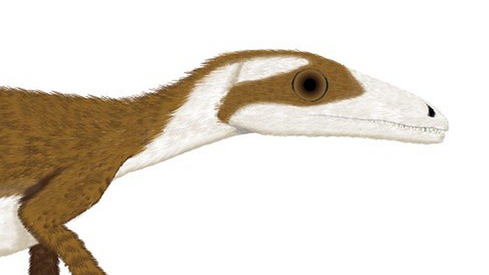 Sinosauropteryx