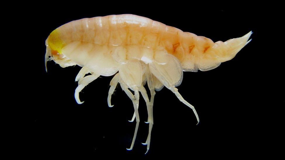 Amphipod