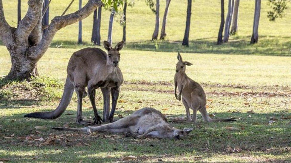 Two kangaroos stand over the dead body of a companion