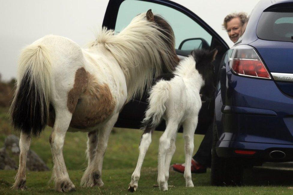 Two ponies approach a parked car