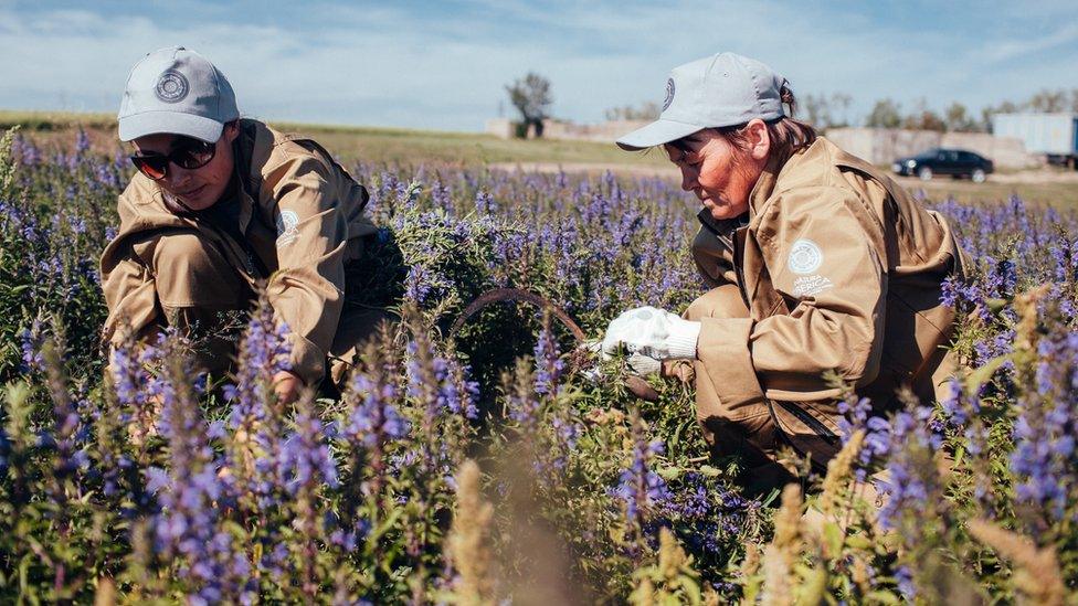 Natura Siberica workers picking herbs