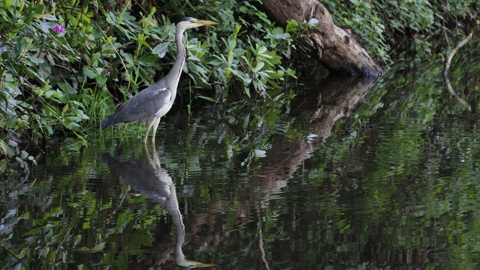 Heron in Coed Gwilym Park in Swansea