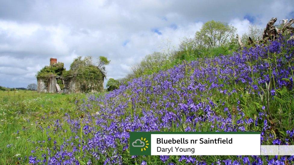 Bluebells near Sainfield