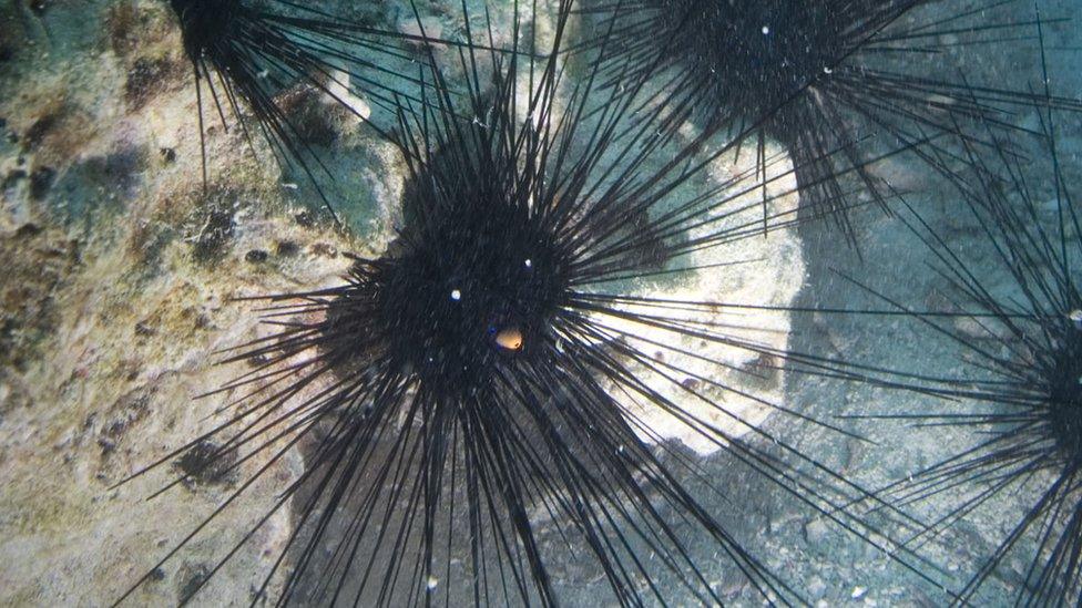 a sea urchin