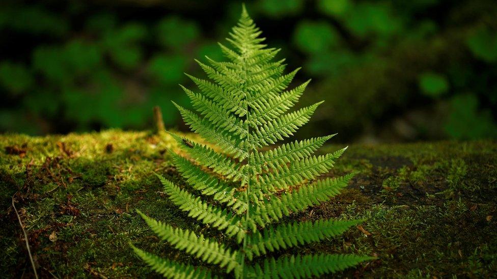 A fern leaf lies on a bough