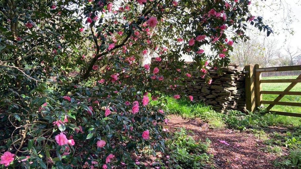 Flowering plants in the garden