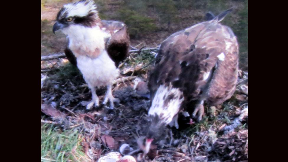 The chick gets its first feed from its parents