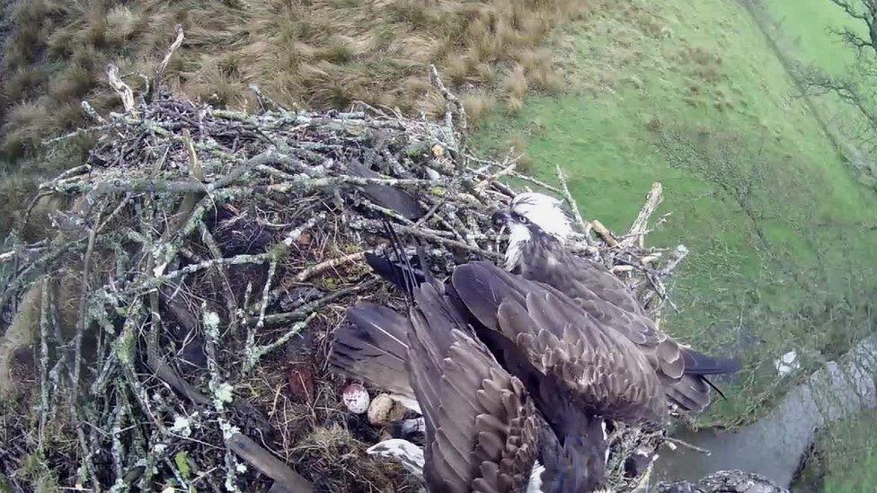 Osprey and nest