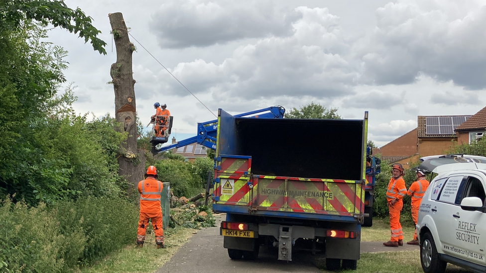 Felling of oak tree in Bretton