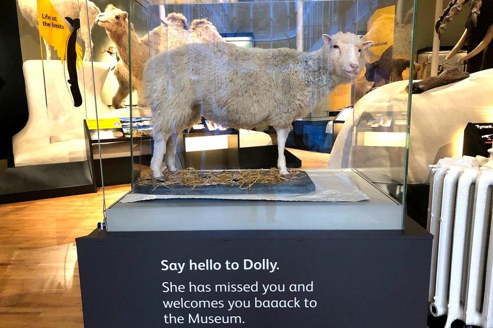 Dolly The Sheep