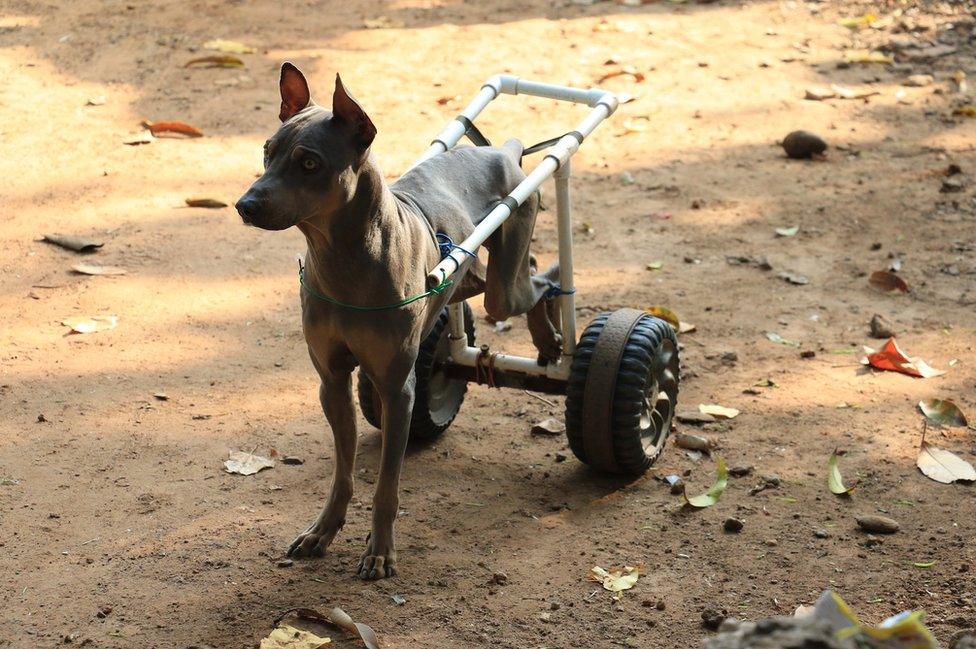 A dog with its back legs strapped back.