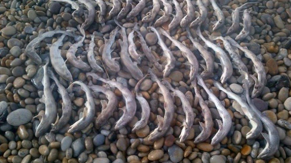 Cat sharks found dead on Chesil Beach