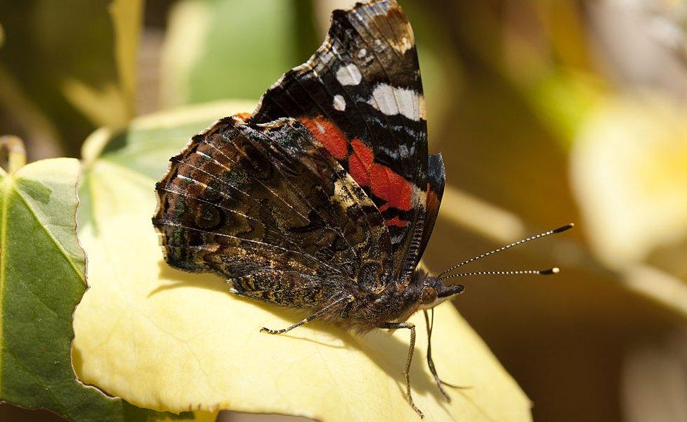 Red Admiral butterfly