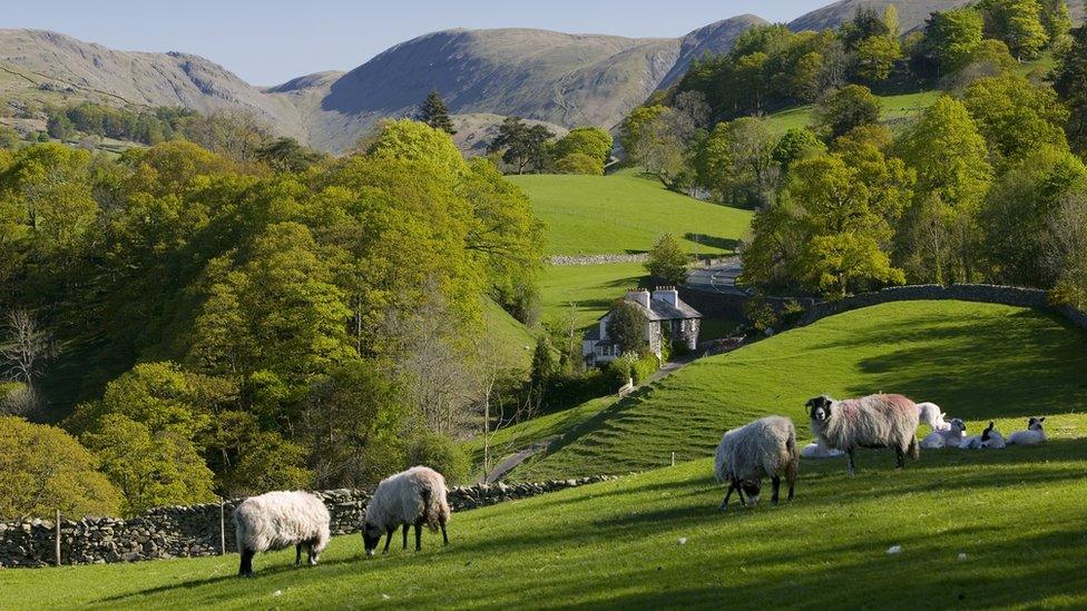 sheep-in-field.