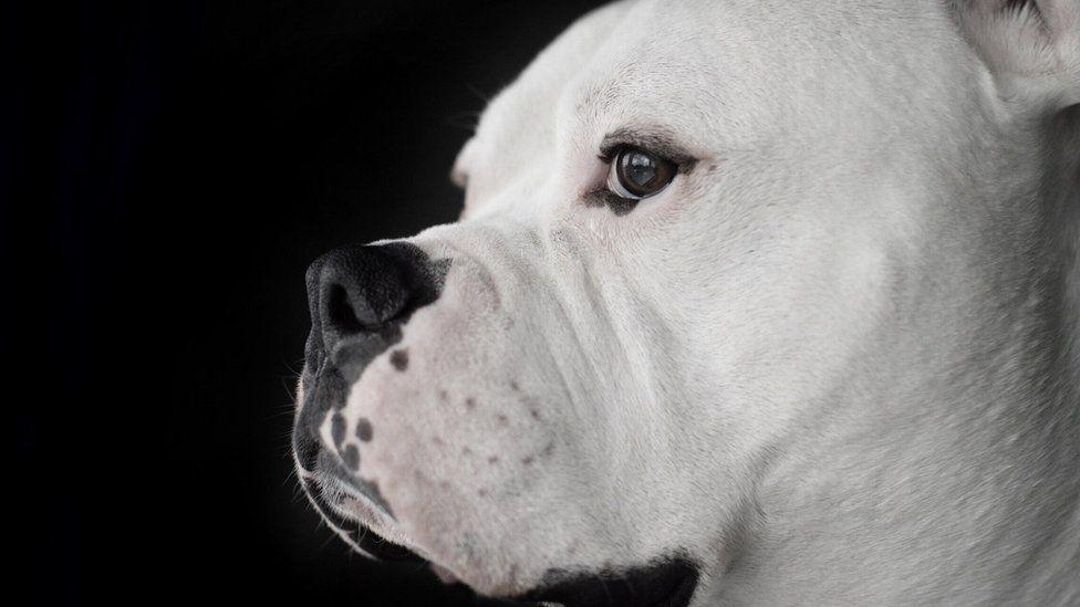 American bulldog