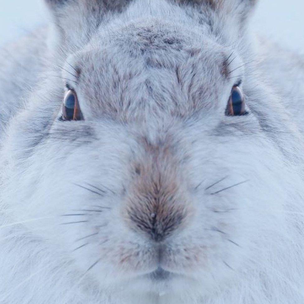 A Peak District mountain hare