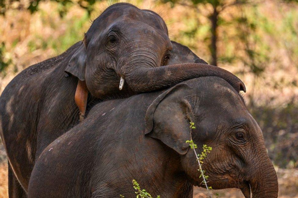 Elephants play at an Elephant Transit Home in Udawalawe National Park on August 23, 2023