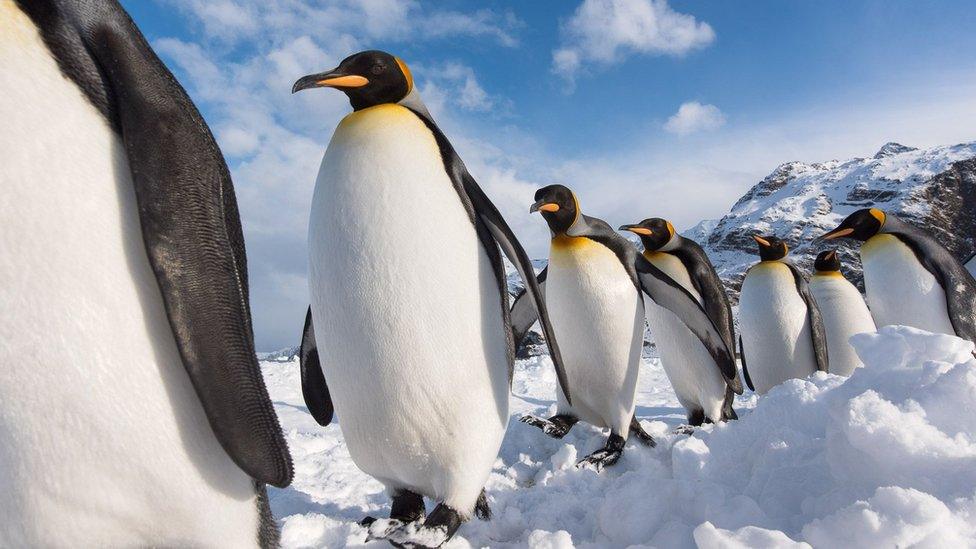 A line of King Penguins