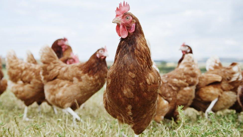 Poultry grazing outside